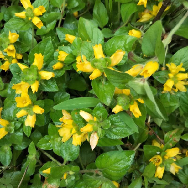 St Johns Wort.jpg__PID:a580c32a-01fe-424d-8676-1cf5baff25d5