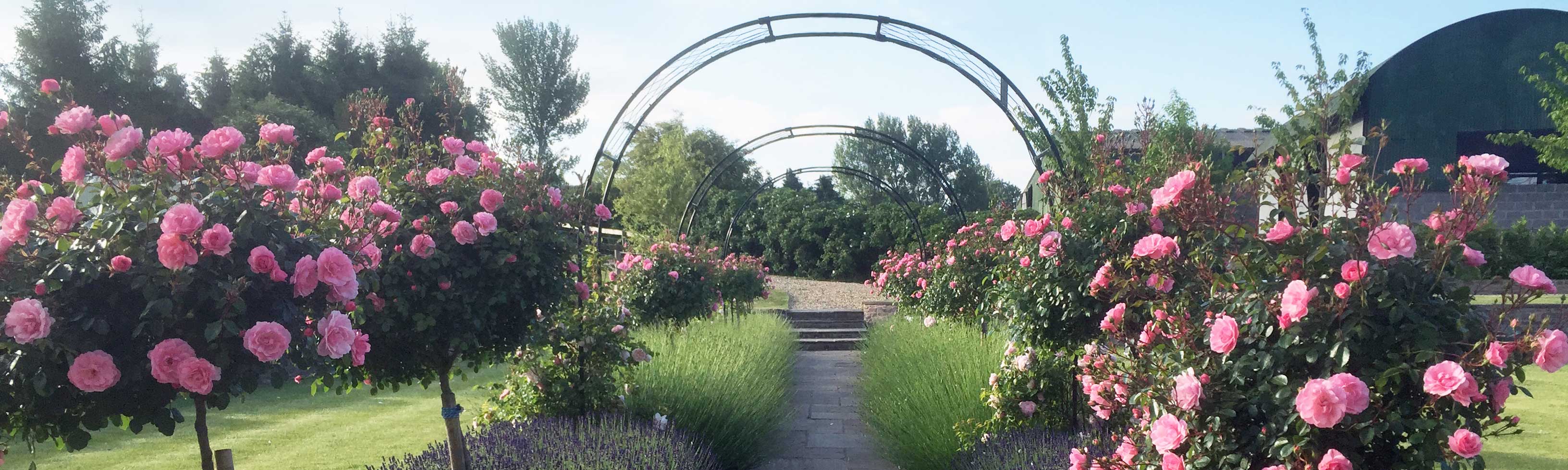 Archway flowers on fishing line  Garden arch, Archway, Outdoor