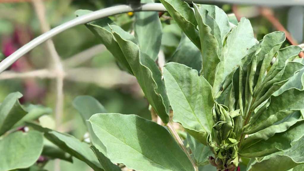 how to grow broad beans