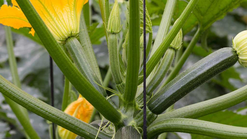 how to grow courgettes