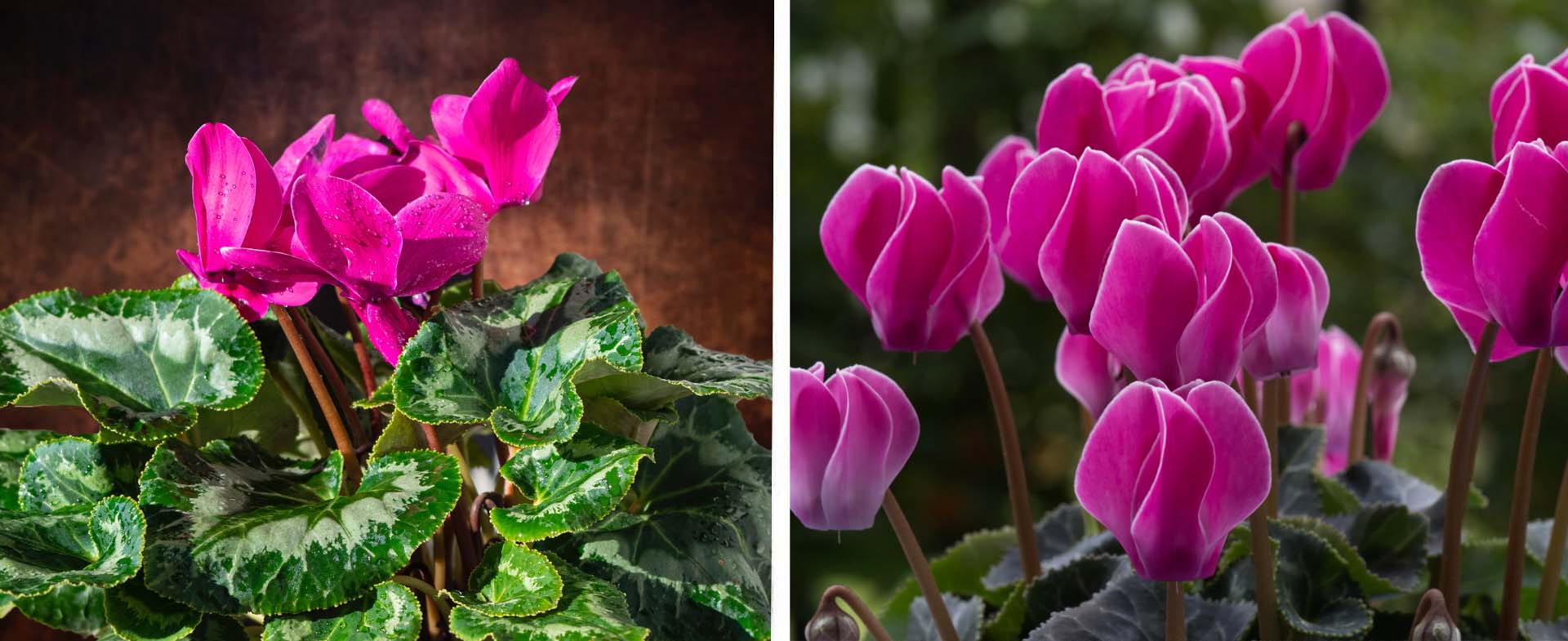 Cyclamen