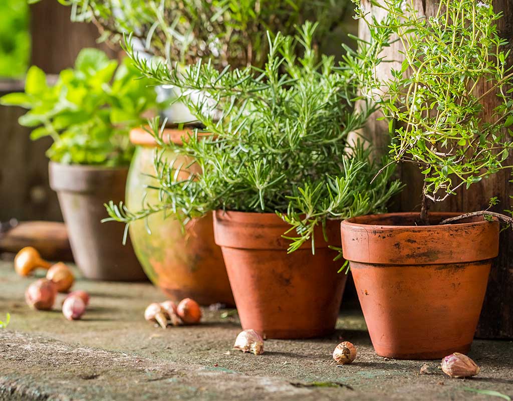 Plant herbs in your Garden