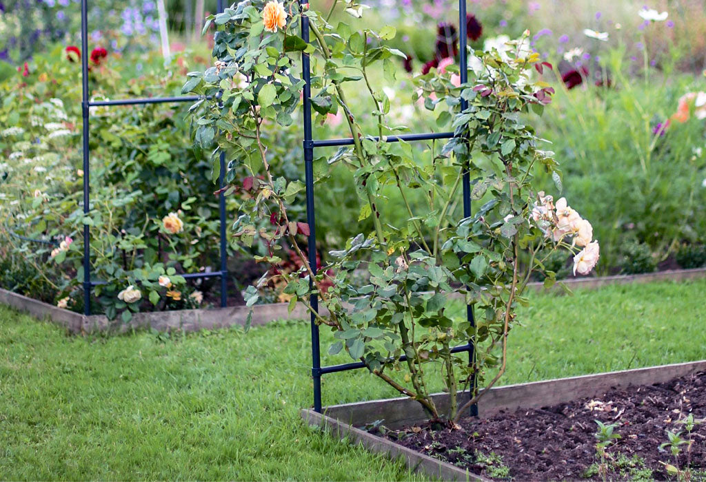 Roses on a Agriframes Garden Structure