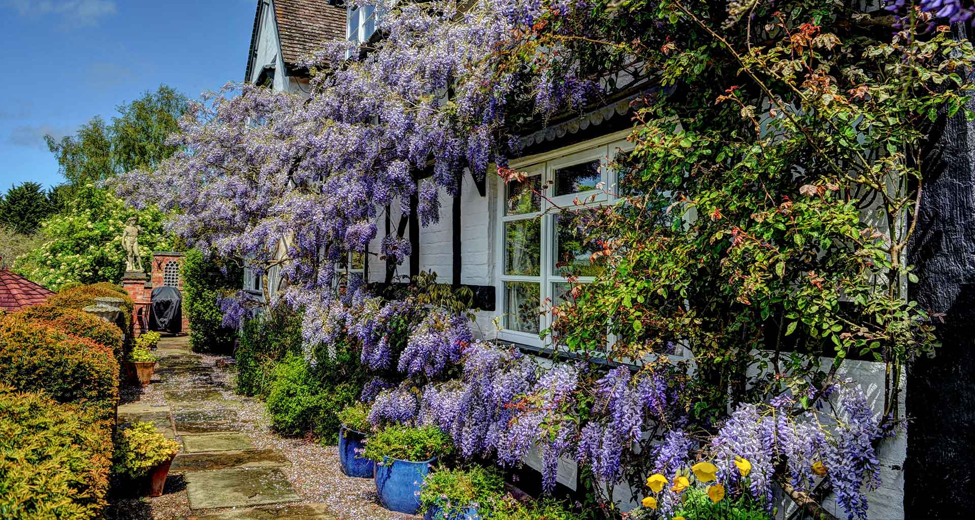 wisteria at pear tree cottage 