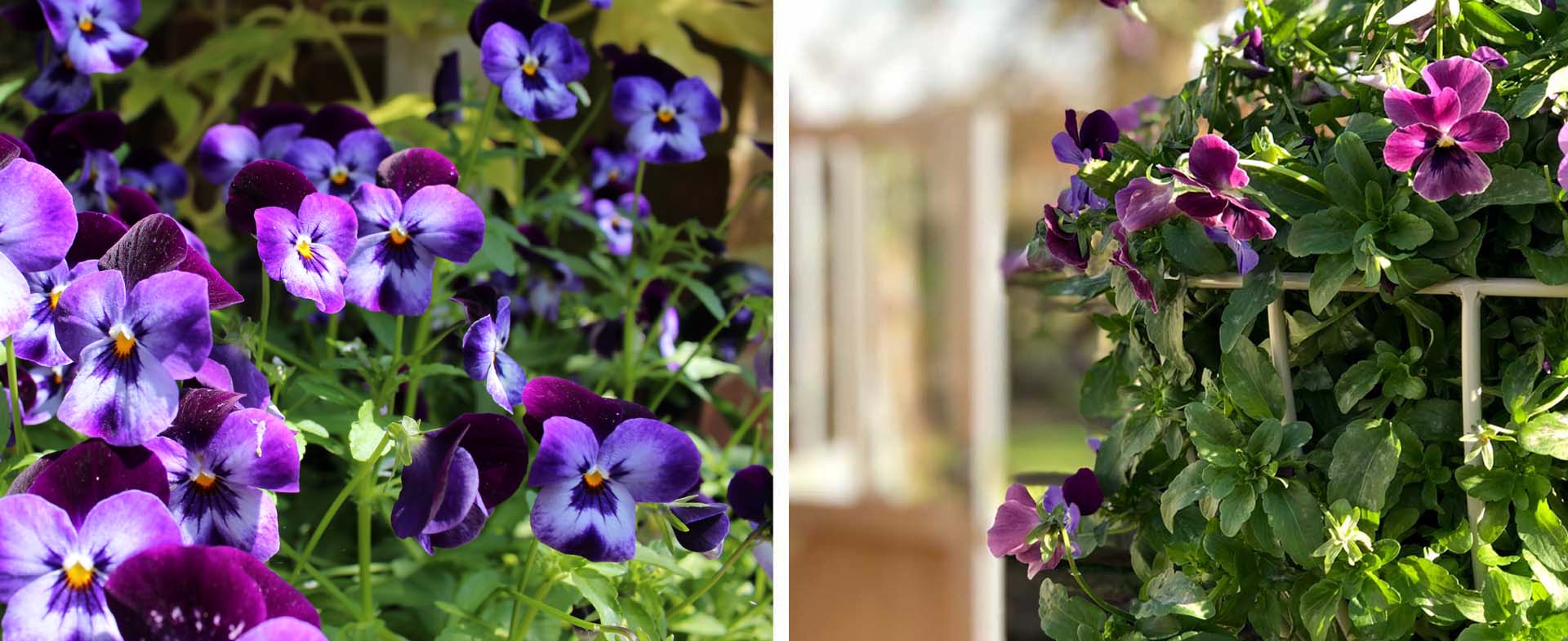 Winter-flowering pansies 