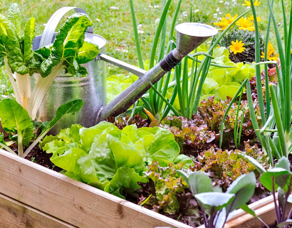 Growing your own Salad