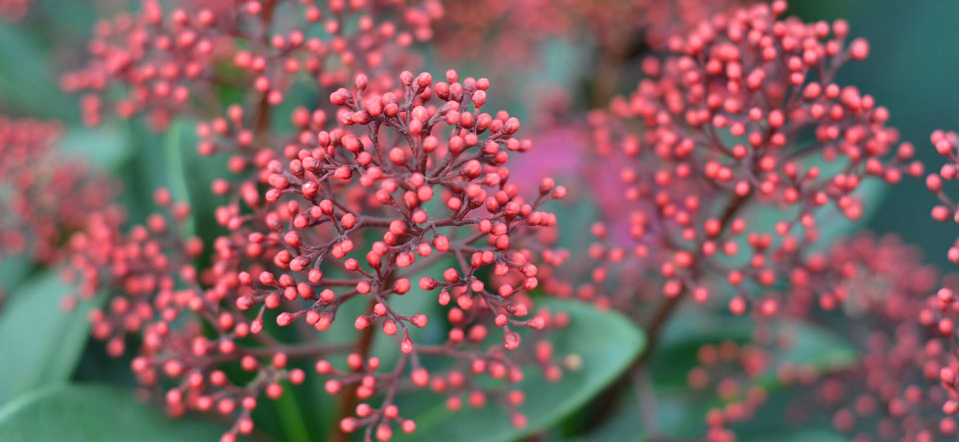 Skimmia