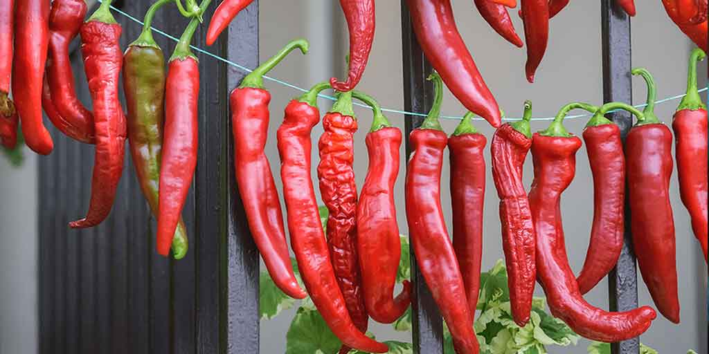 How to hang chillies