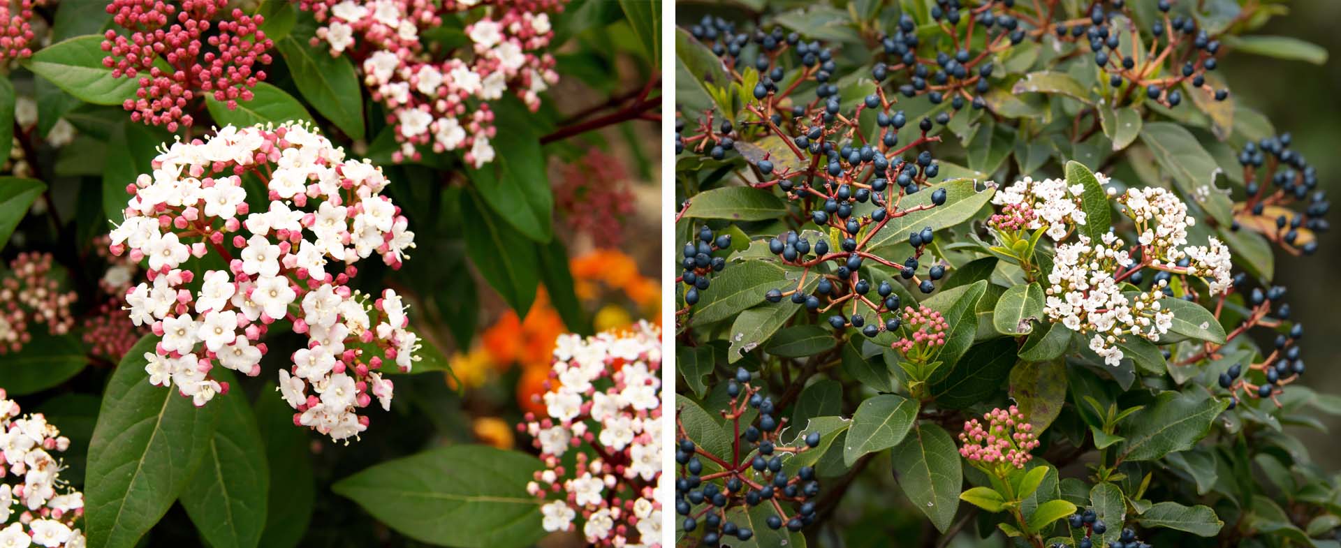 Viburnum