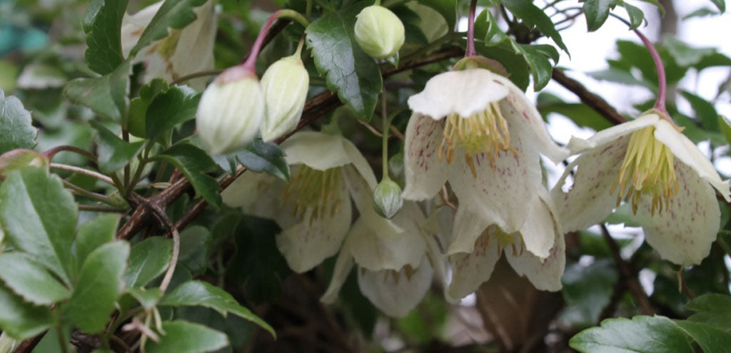 Clematis Cihrrosa