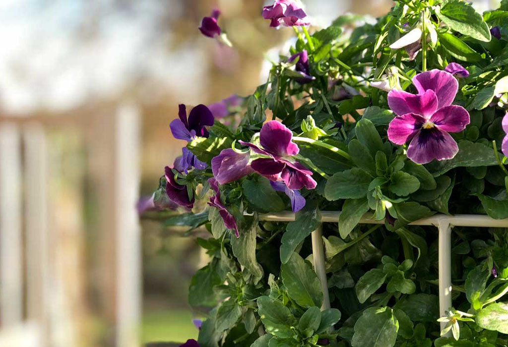 Pansies in a Basket Obelisk