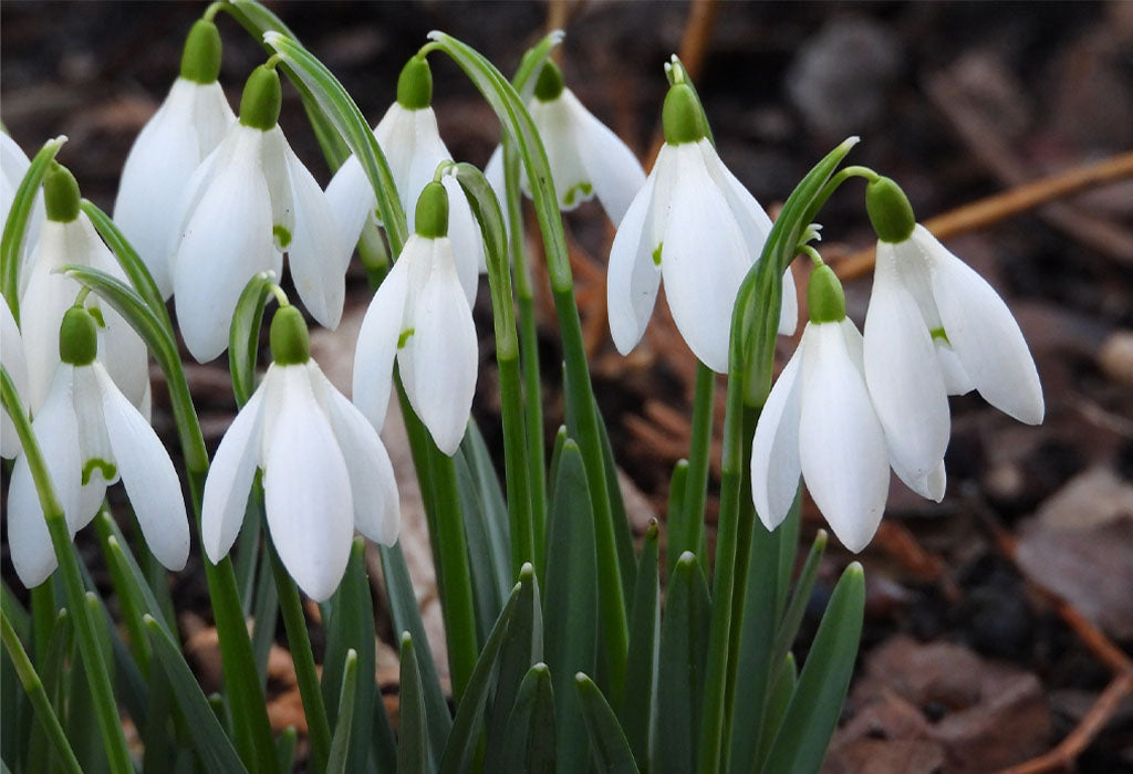 Snow Drops