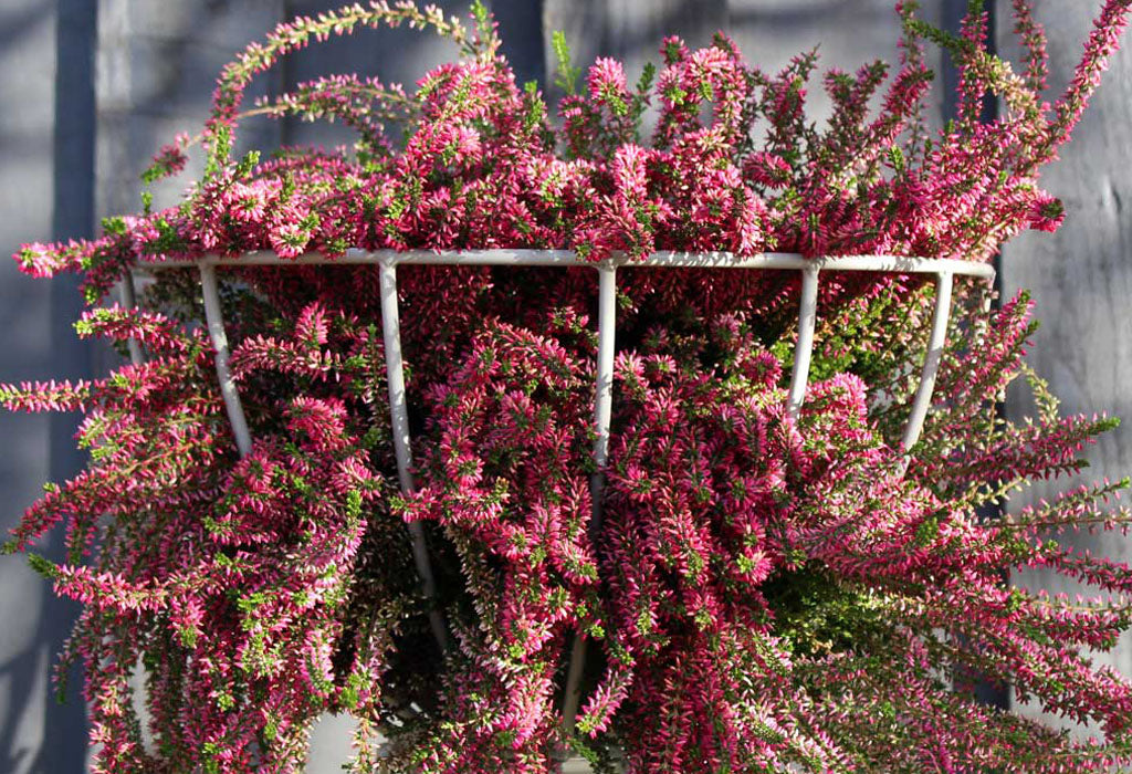 Heather in our Basket Obelisk