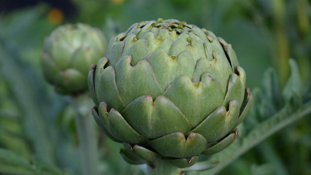 how to grow artichokes