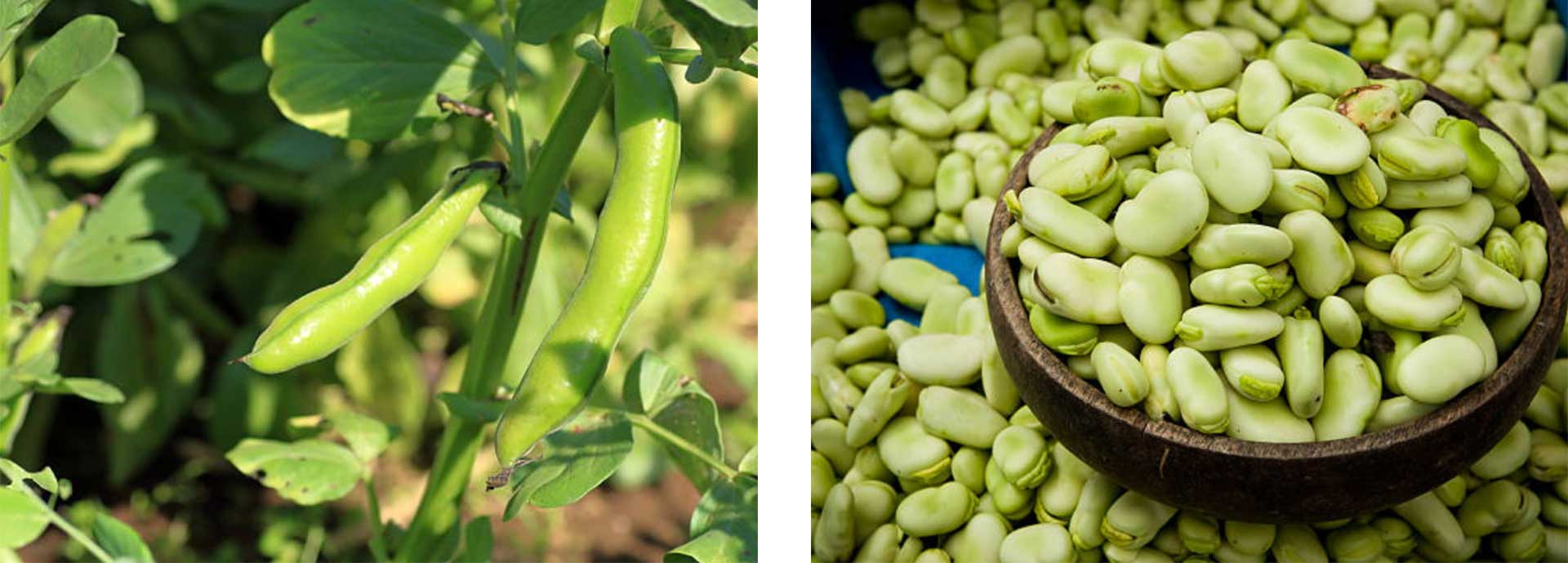 broad beans