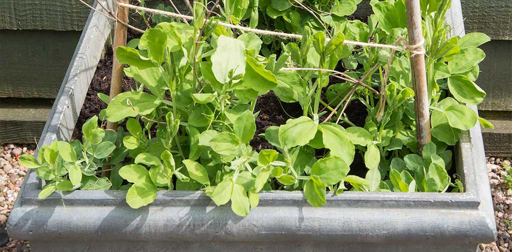 Bushy sweet peas