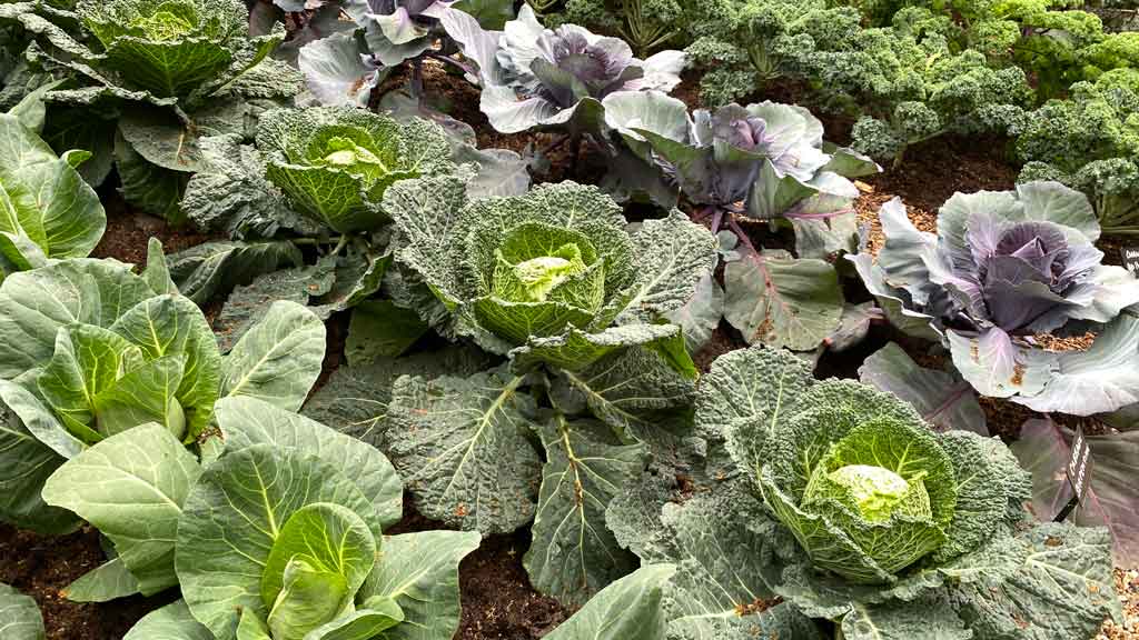 how to grow cabbage