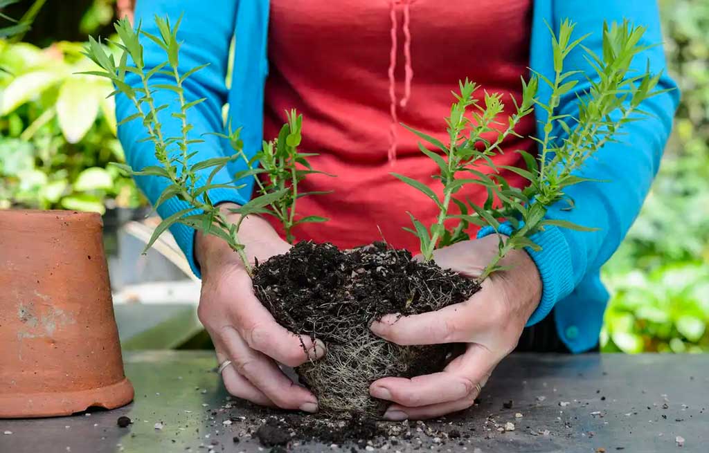 divide clumps of plants