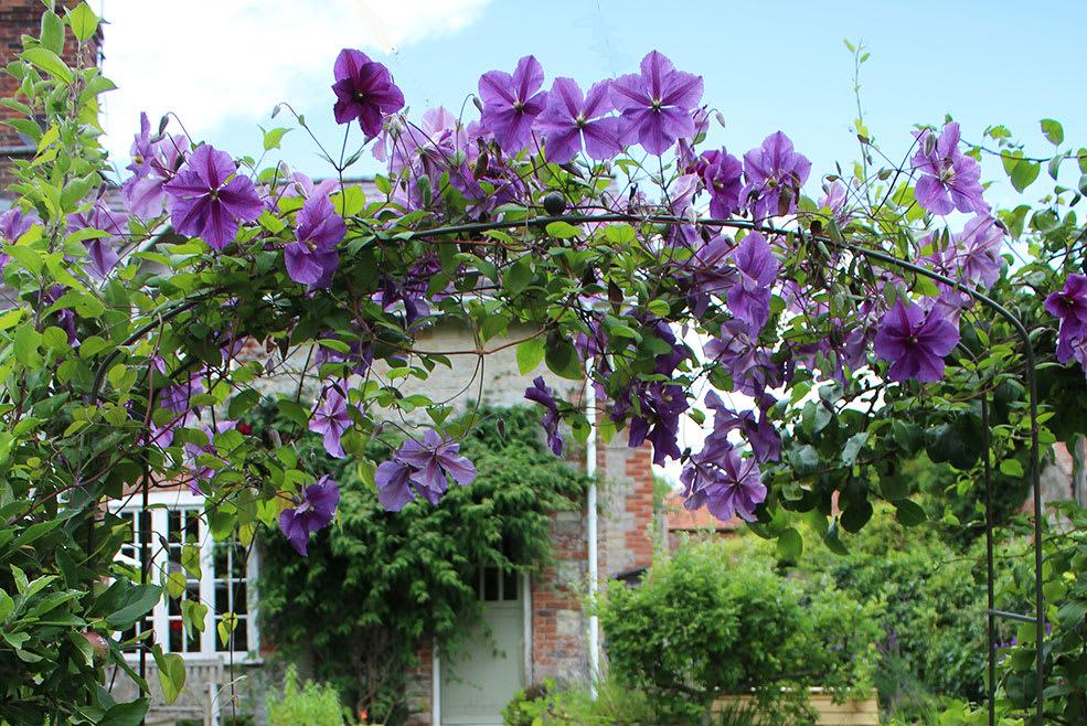 Clematis Arch