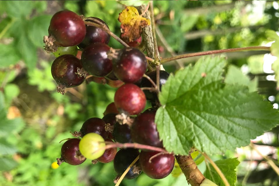 berries growing