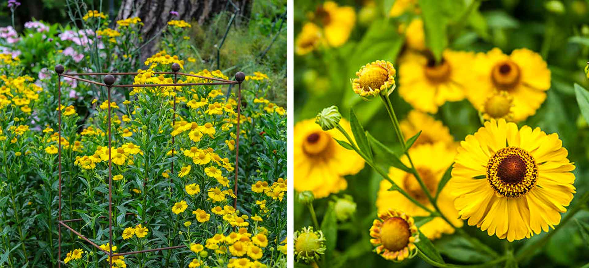 helenium