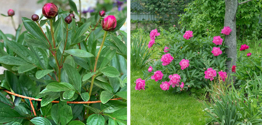 peony support