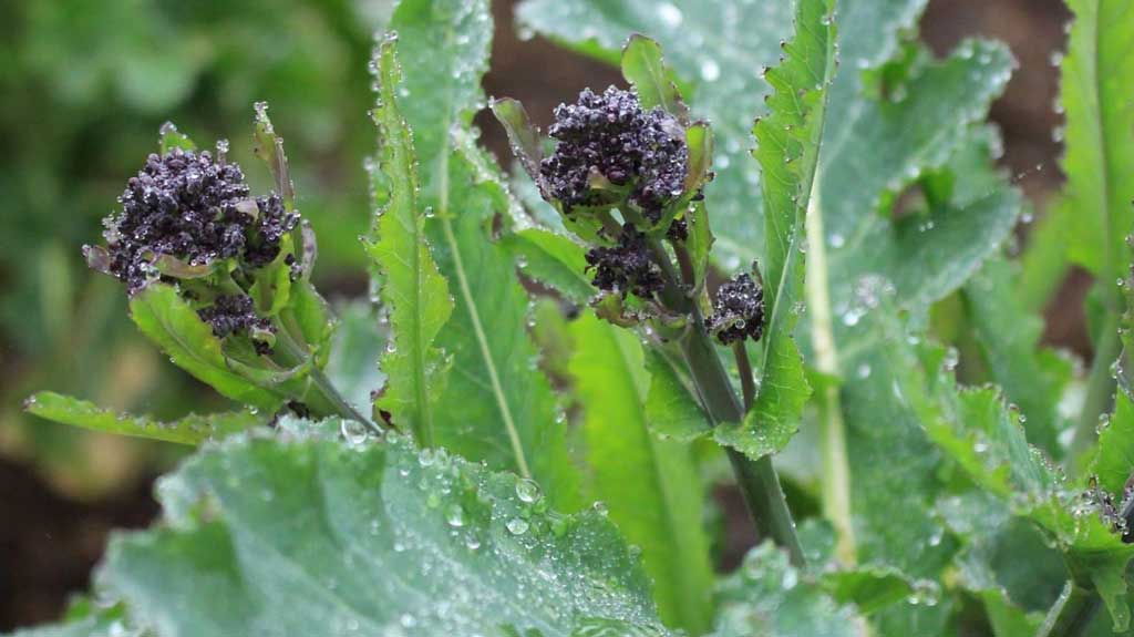 how to grow purple sprouting broccoli