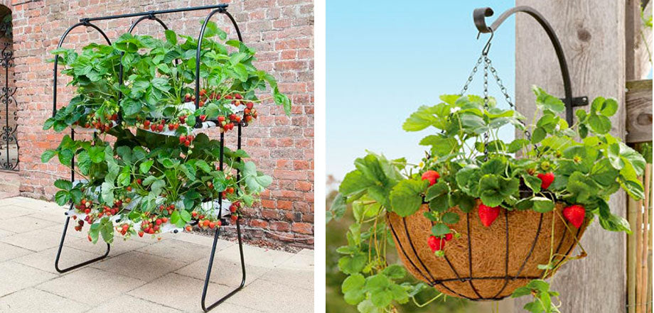 strawberries in containers