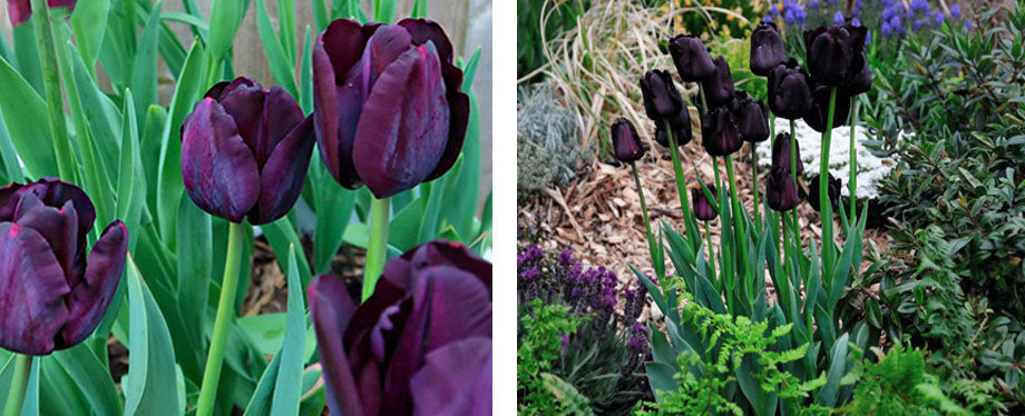 black tulips