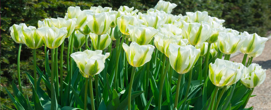 ivory tulip