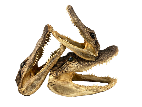 3 alligator heads