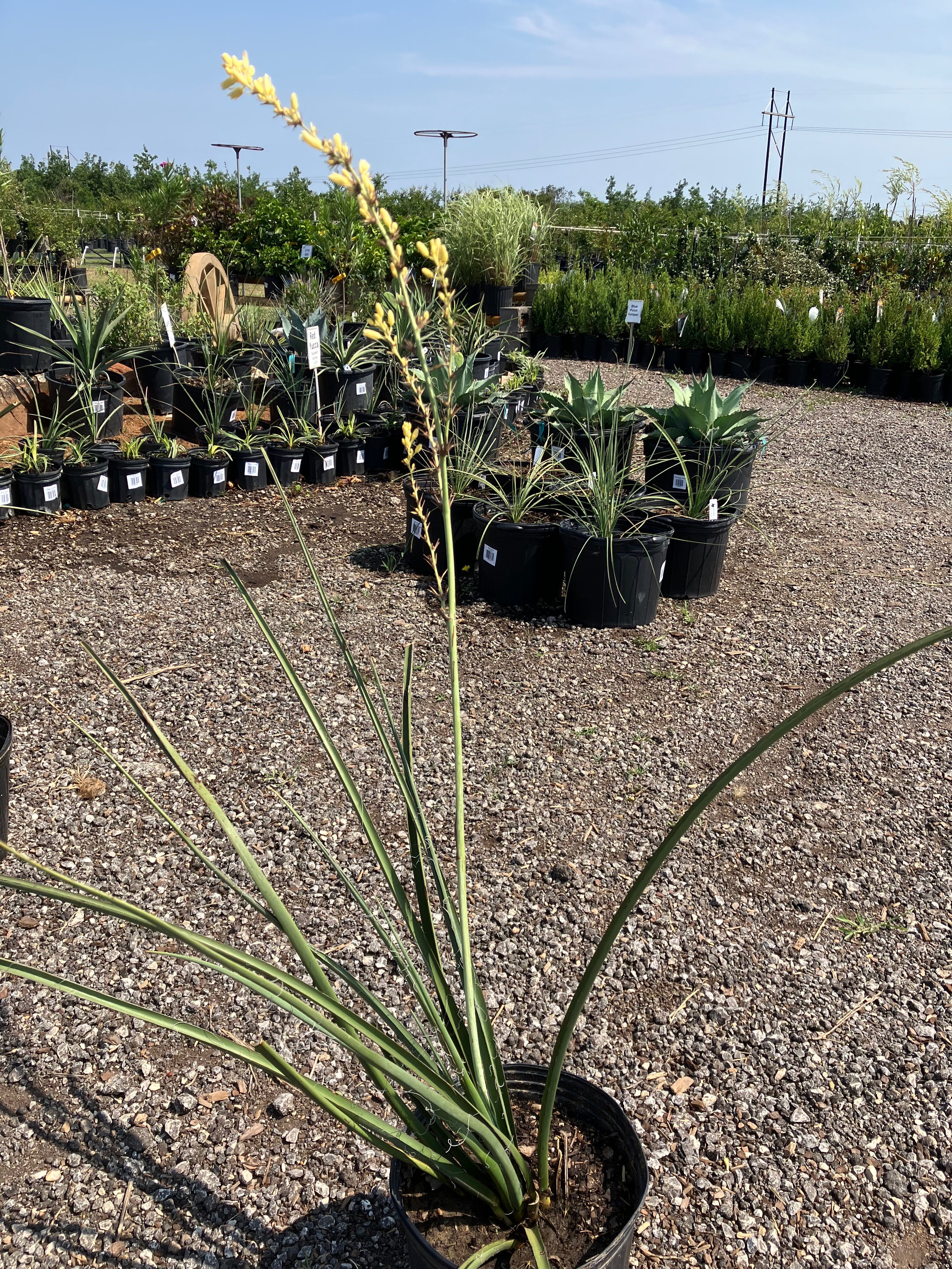 Yucca Yellow
