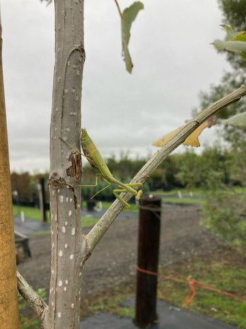 Praying Mantis on patrol