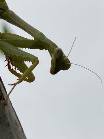 Praying mantis