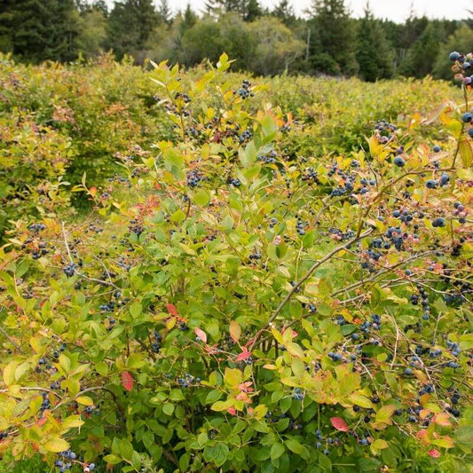 Blueberry 'Powder Blue' - The Diggers Club