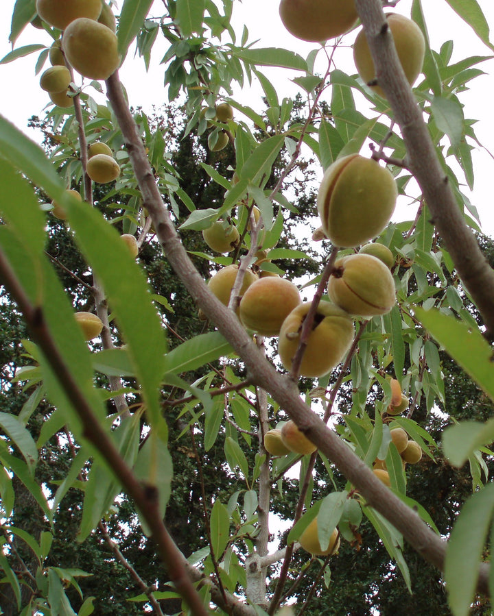 Fruit Trees For Sale Texas Tree Farms