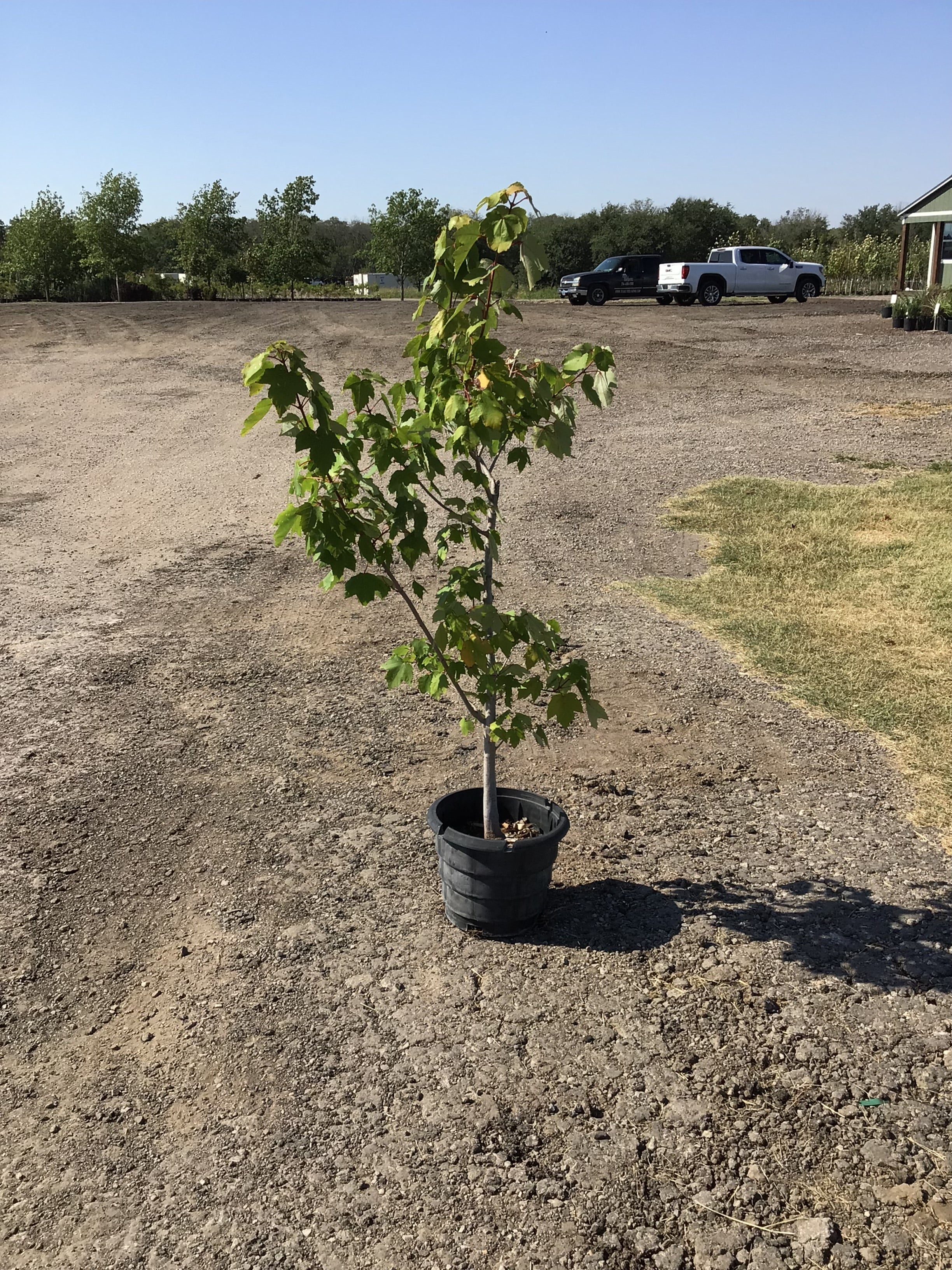 Red Cedar Brodie Texas Tree Farms