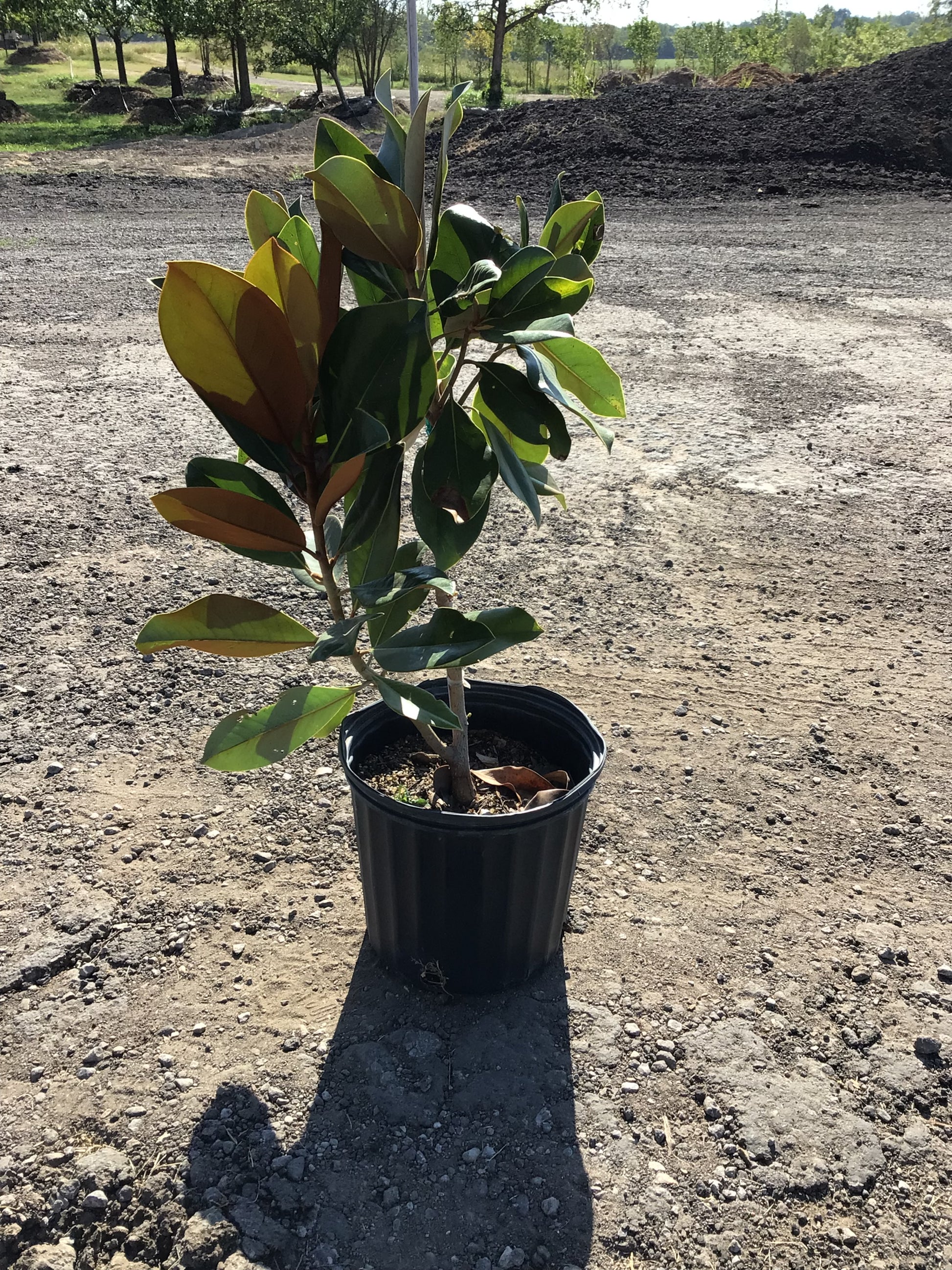 Magnolias For Sale | Texas Tree Farms
