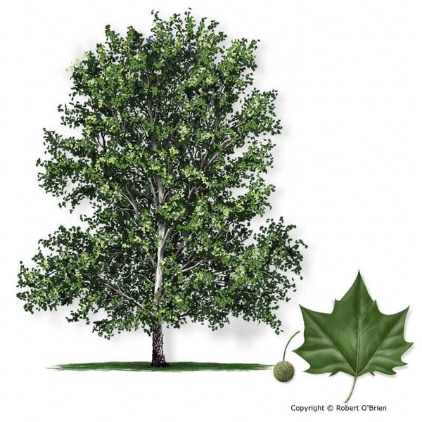 Mexican Sycamores For Sale | Texas Tree Farms