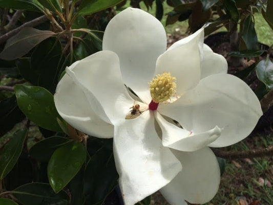 Southernmagnolia4 ?v=1672268133&width=533