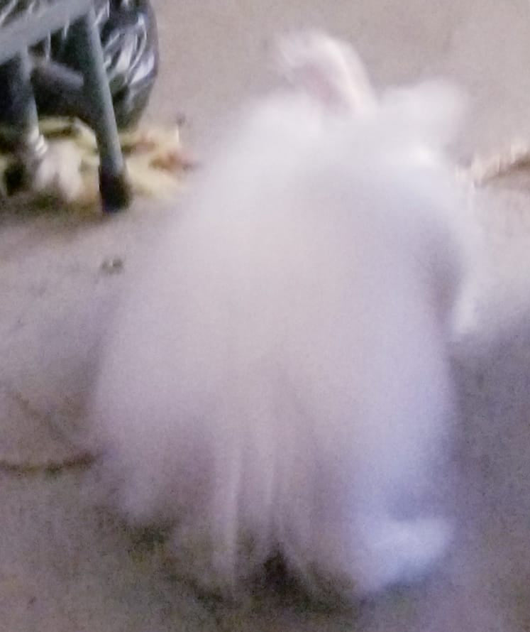 1lb Angora Rabbit combed top White SPECIAL ORDER