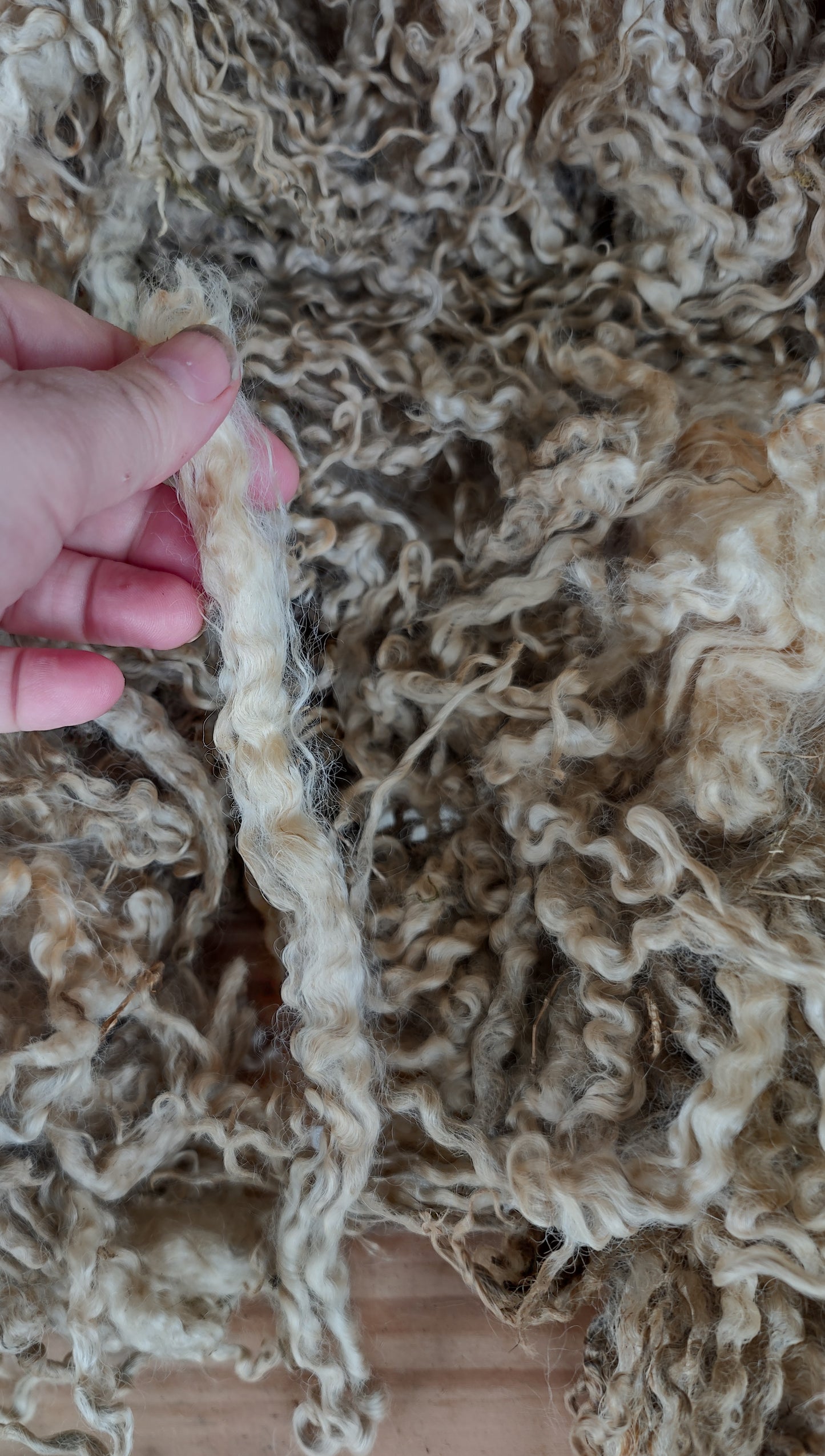 Big full wensyledale 1st clip raw fleece incredible long locks 5 lbs