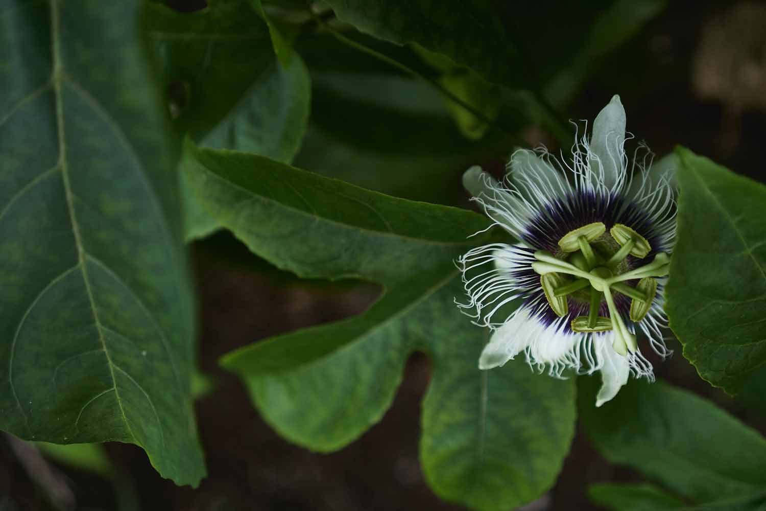 Passionsblumenkraut gegen Schlafprobleme