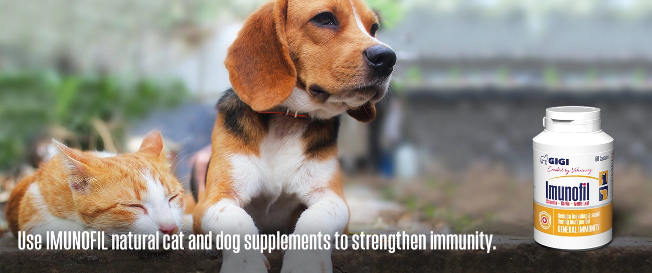 The best natural supplement for dog immunity