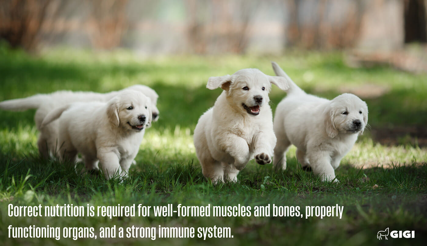 Correct supplement for puppy