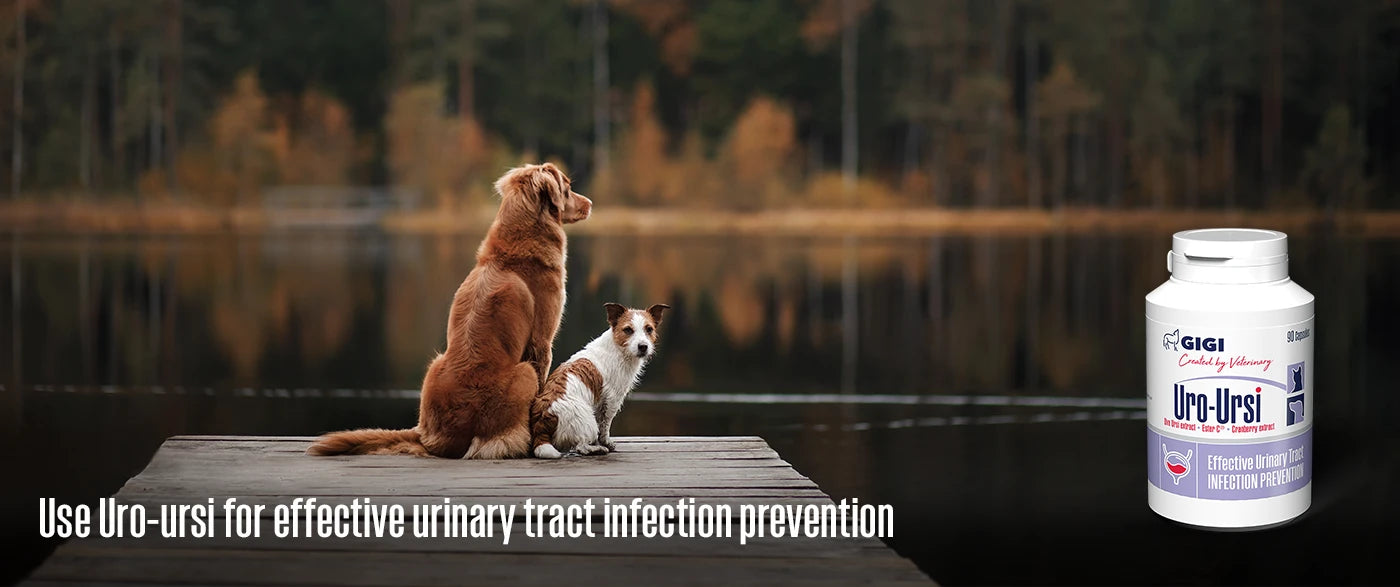 Best urinary tract treatment for dogs