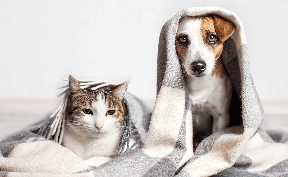 Cat and dog calming supplement