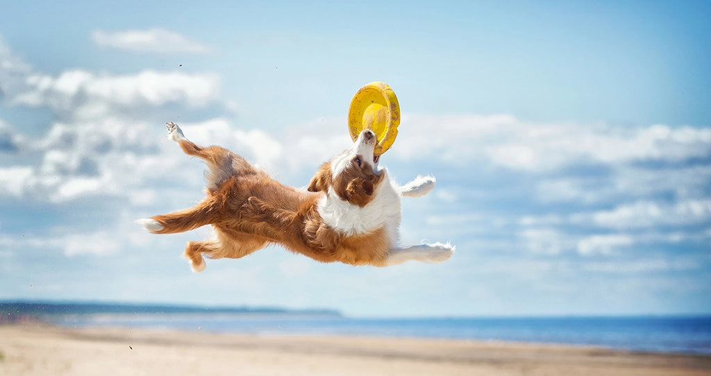best supplement for active dogs