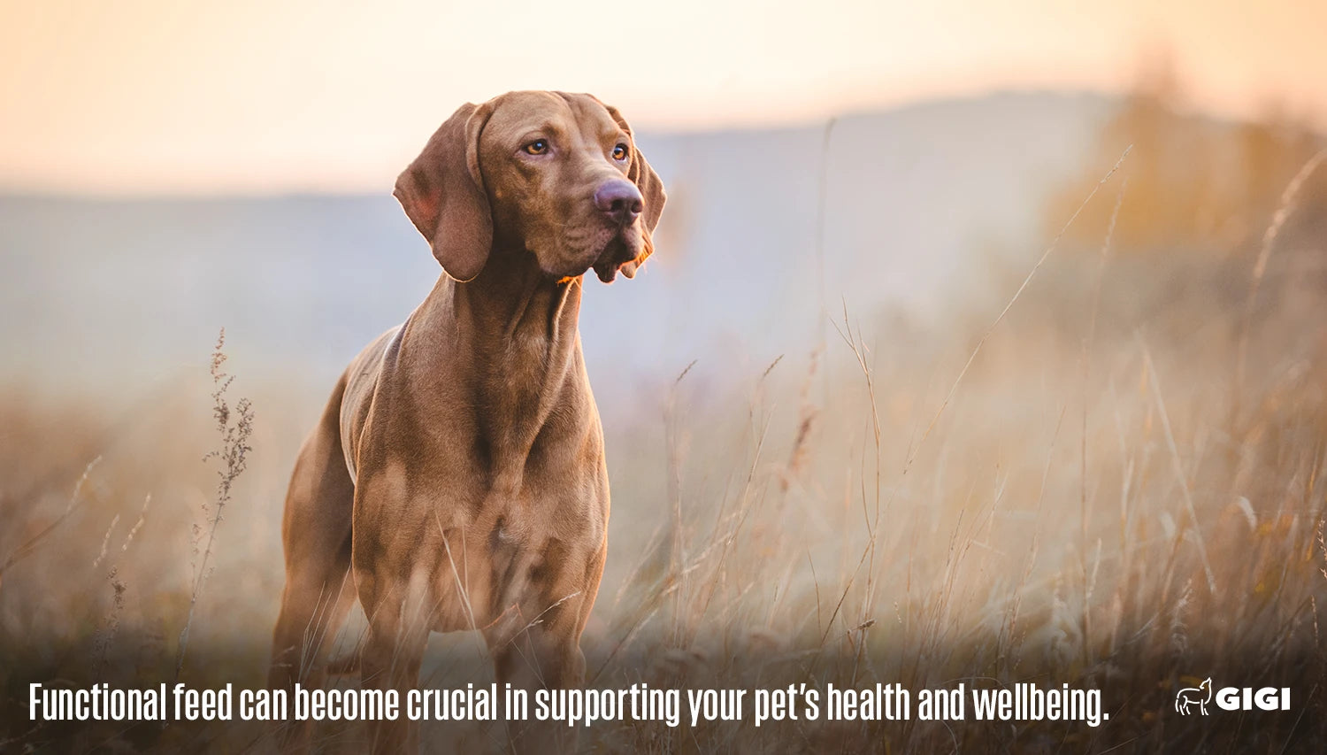 Does your pet need supplements