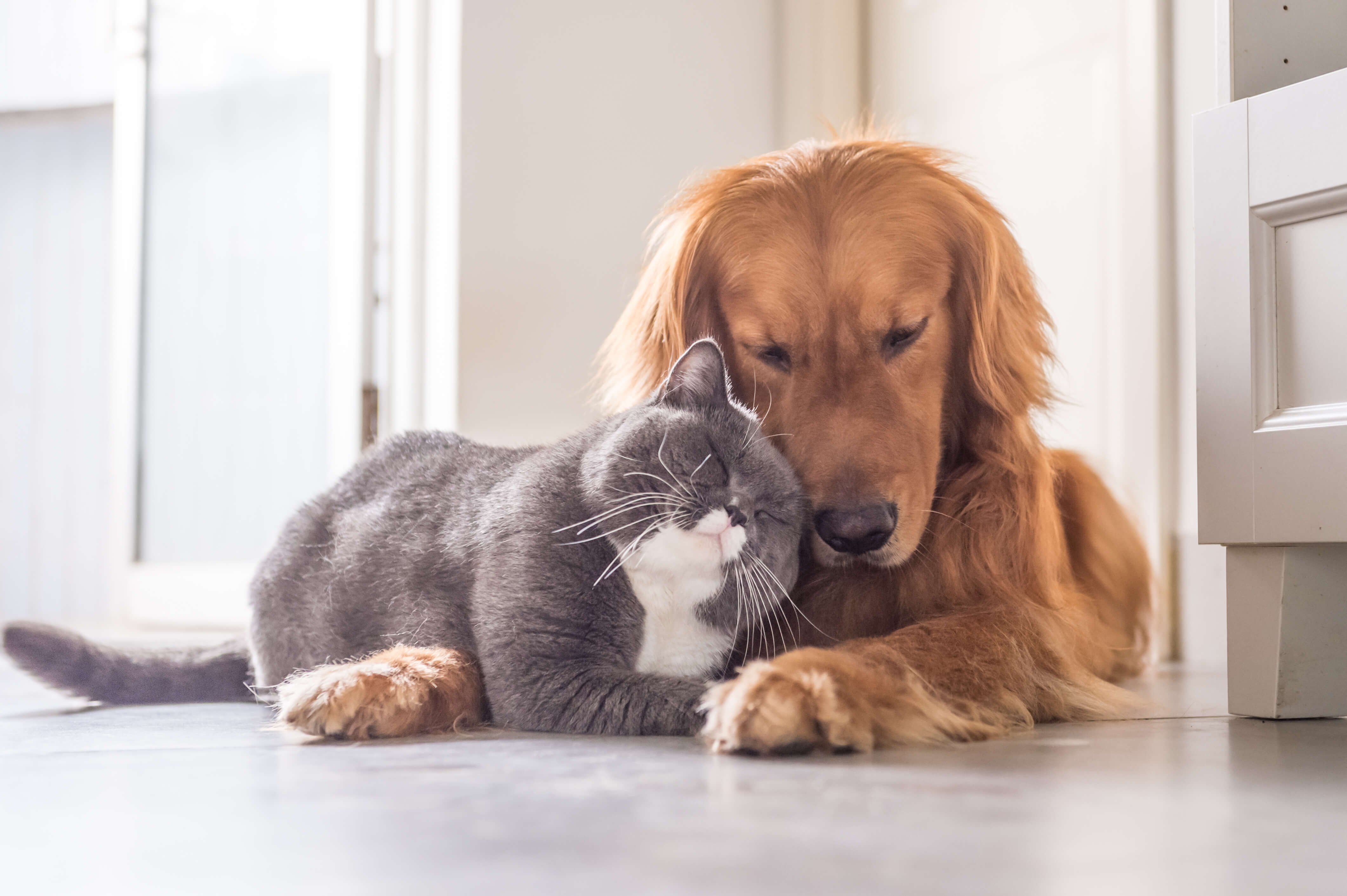 Dog and cat calming supplement